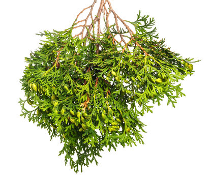 Green branch of a juniper with berries and needles on  isolated background