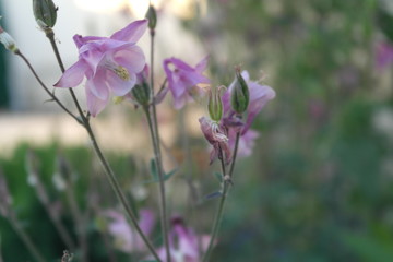 flowers aquilegia