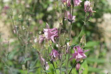 flowers aquilegia
