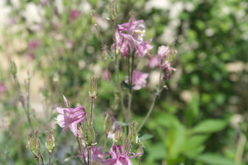 Obraz premium flowers aquilegia