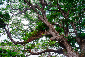 Old banyan tree leaves vivid image