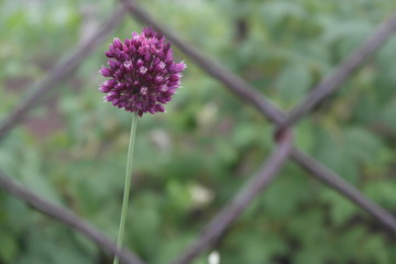 beautiful wild flover