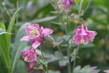 Obraz premium aquilegia. Flowers aquilegia close up