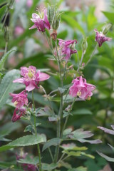 Obraz premium aquilegia. Flowers aquilegia close up