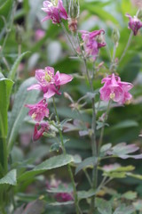 Fototapeta premium aquilegia. Flowers aquilegia close up