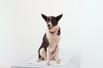 Studio shot of an adorable dog sitting down. Cute dog sitting down on isolated white background looking away with its mouth open.