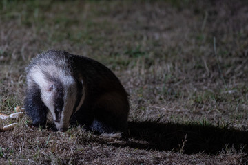 Obraz premium Badgers