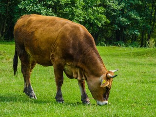 Vow in a romanian village