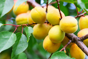Branch of the apricot tree.