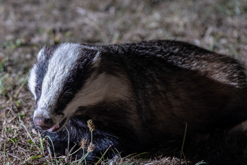 Badgers