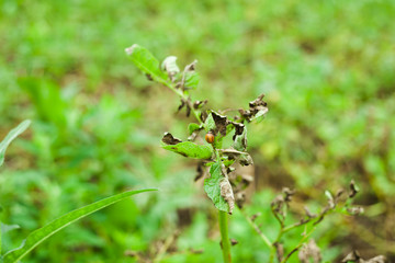 potato bug eating the plant