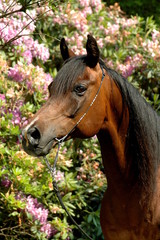 Vollblutaraber braun