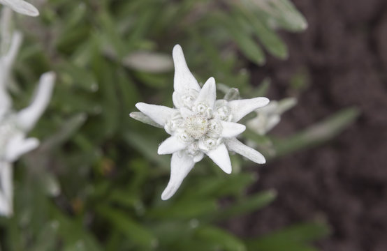 beautiful edelweiss flower in nature