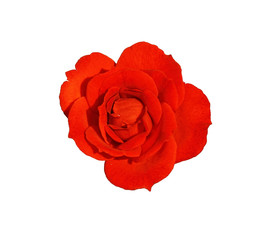       red rose flower isolated   