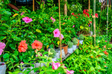 Bright colorful flowers in the greenhouse