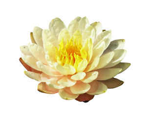 water lily flower isolated