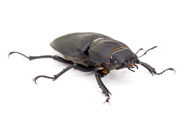 Lesser Stag Beetle, Dorcus parallelipipedus on white background