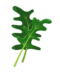 Cartton Concept of Arugula Plant, Vector Icon