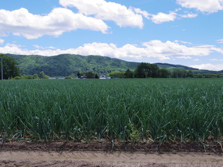 北海道北見市玉ねぎ畑