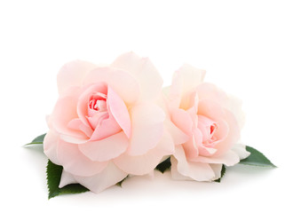 White beautiful roses.