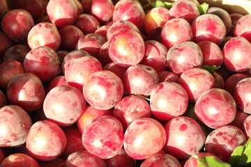 fresh plums mirabella
