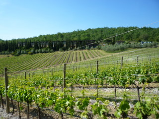 Vineyards