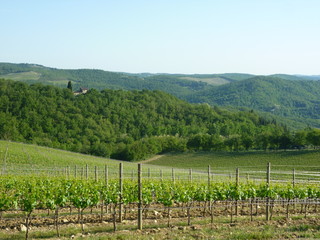 Fototapeta premium Vineyards