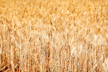 Golden Wheat Barley Field in Sunny Day