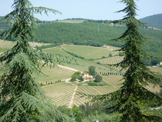 Vineyard view