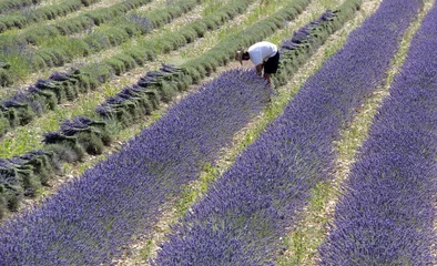 Gardinen manuelles pflücken von lavendel © helenedevun