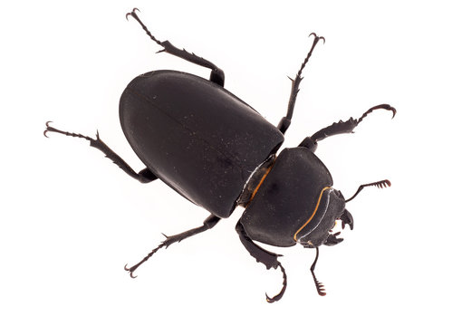 Lesser Stag Beetle, Dorcus parallelipipedus on white background