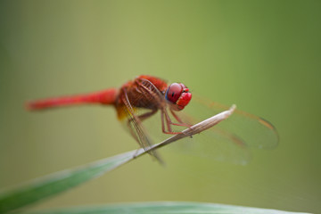 Sympetrum fonscolombii  - Male