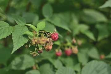 close-up red and green raspberry berries with leaves in the summer garden, on a green soft blurred background