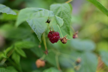 close-up red and green raspberry berries with leaves in the summer garden, on a green soft blurred background