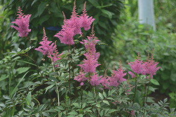 Obraz premium Pink Astilba in a summer garden on a green background