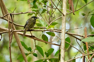 Lewin's honeyeater siting down on the twig. Australia.