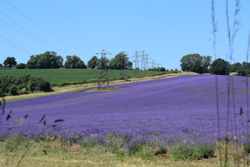 Lavender Filed