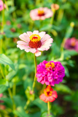 Obraz premium Close Up Common Zinnia (Zinnia elegans) Flower Blooming Garden in the Morning Lighting.