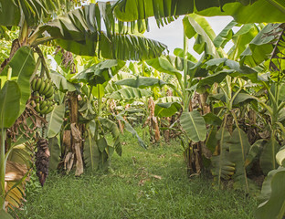 Banana plants in tropical farm plantation