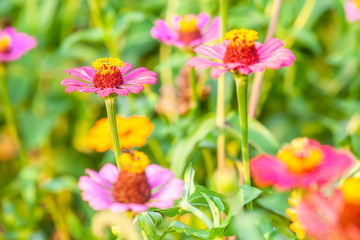 Close Up Common Zinnia (Zinnia elegans) Flower Blooming  Garden in the Morning Lighting.