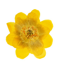 Pressed and dried flower trollius europaeus isolated on white