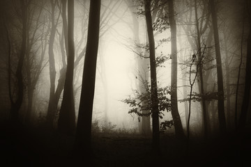 misty forest fantasy landscape