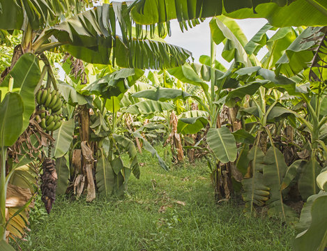 Fototapeta Banana plants in tropical farm plantation