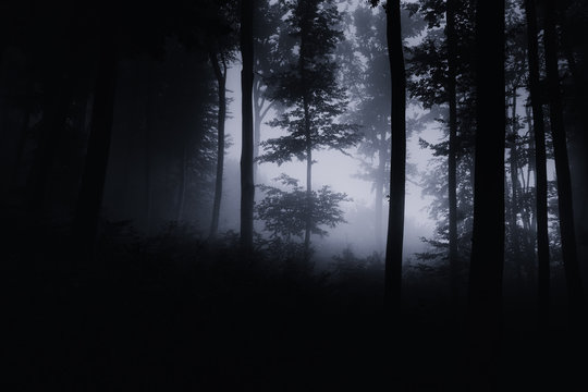 dark night forest background