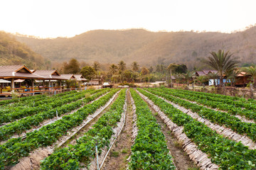 Fototapeta na wymiar Landscape of Fresh Strawberry fruits Farm and Row of Strawberry Plantations in the morning lighting with Nature amoung the Mountain