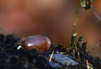an acorn is germinating in humid forest soil