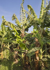 Banana plants in tropical farm plantation