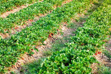 Row of Strawberry Plantations in the Morning Lighting.