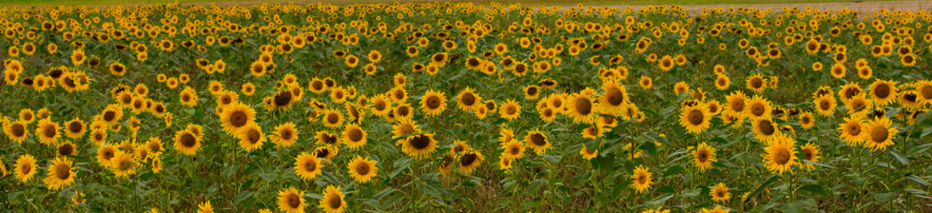 Obraz premium Feld Aus Sonnenblumen im Sommer