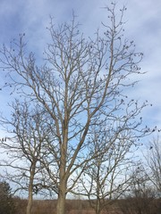 Tree in winter